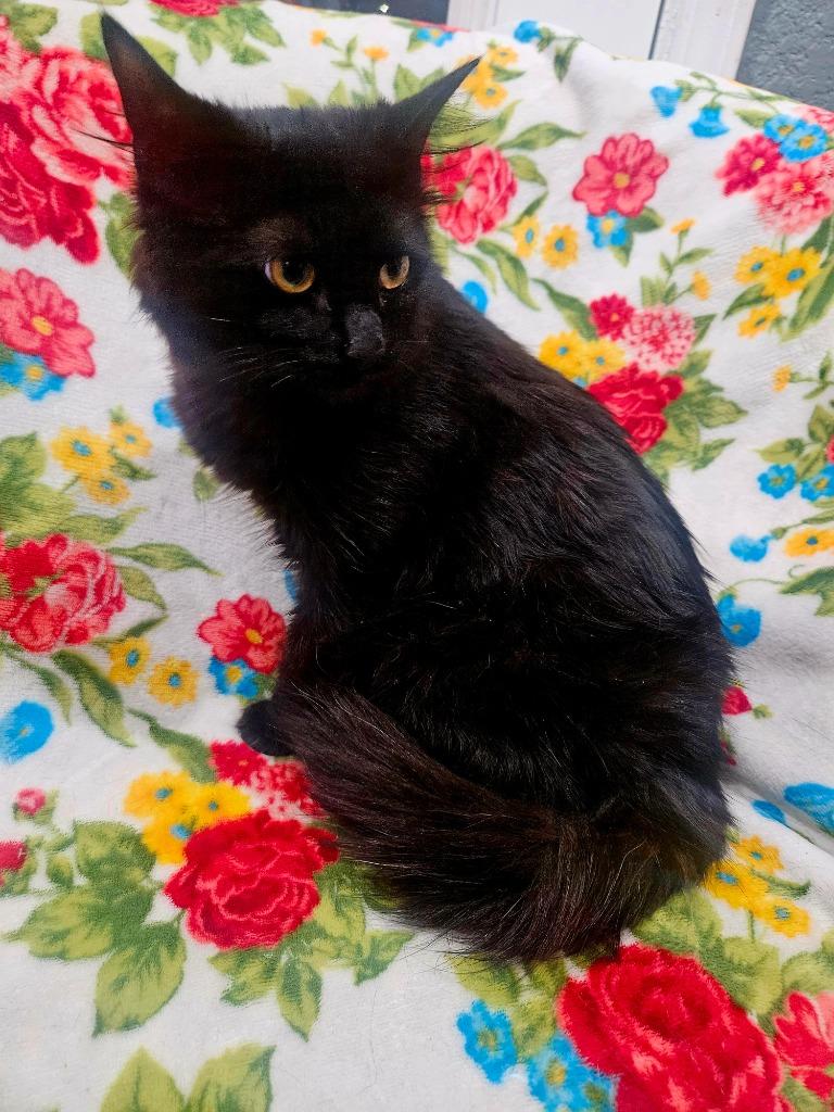 Black Beauty, Adoptable, Young Female Domestic Long Hair.