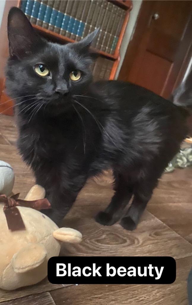 Enlarge Black Beauty, a Adoptable mixed breed in Johnson City, TN image 2/2