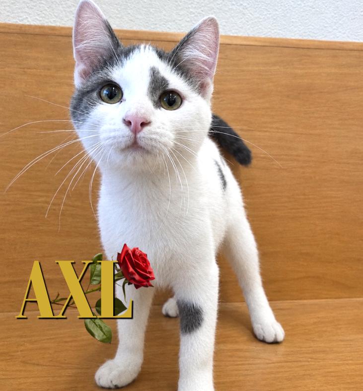 Axl, Adopted, Kitten Male Domestic Short Hair.