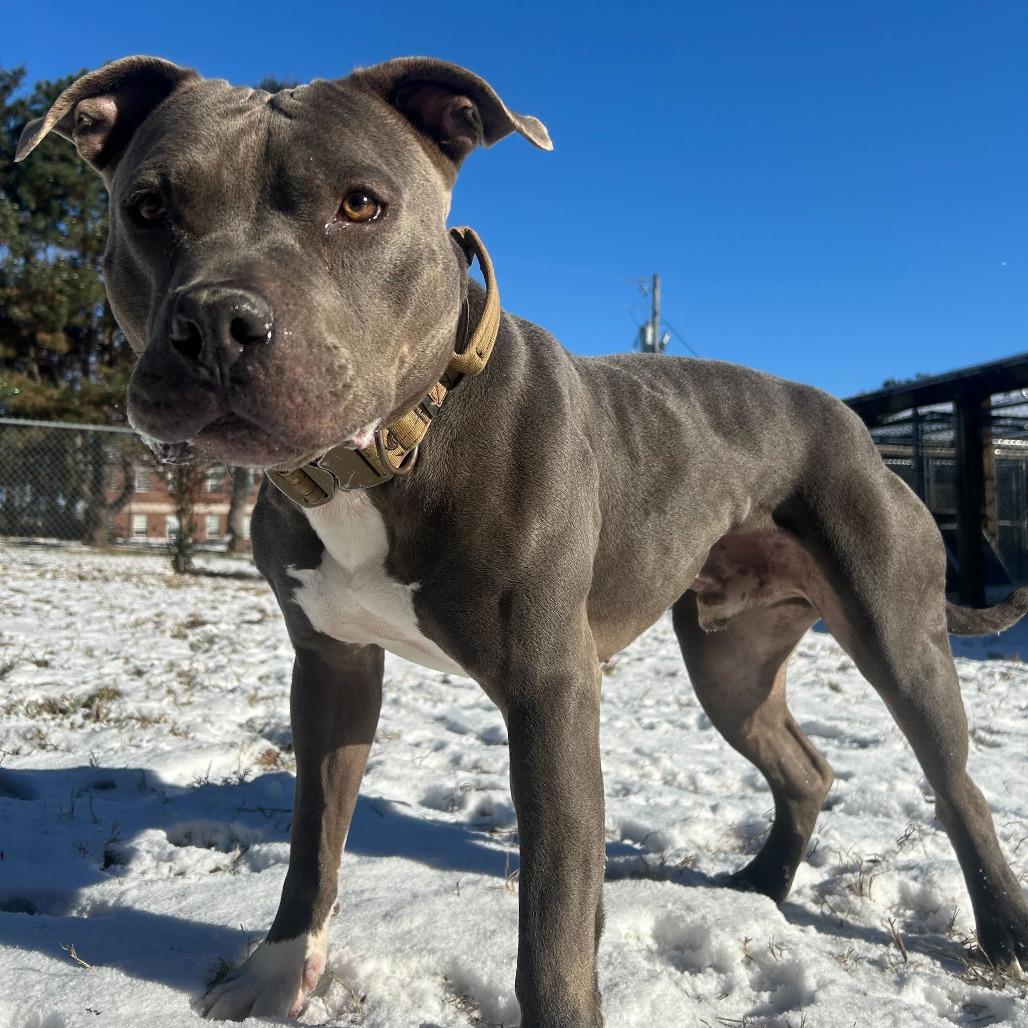 Pauly, Adoptable, Adult Male American Staffordshire Terrier & Mixed Breed.