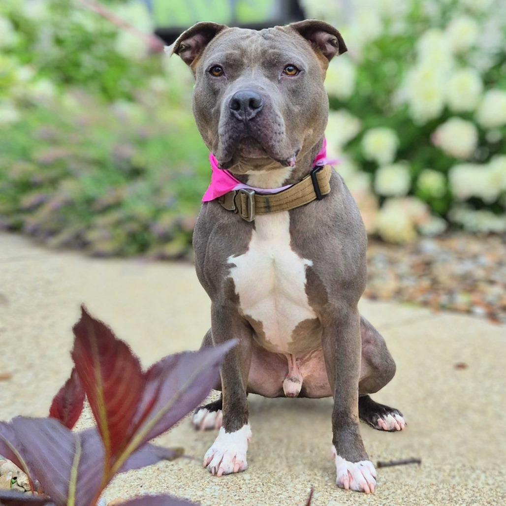 Enlarge Pauly, a Adoptable mixed breed in Louisville, KY image 3/6