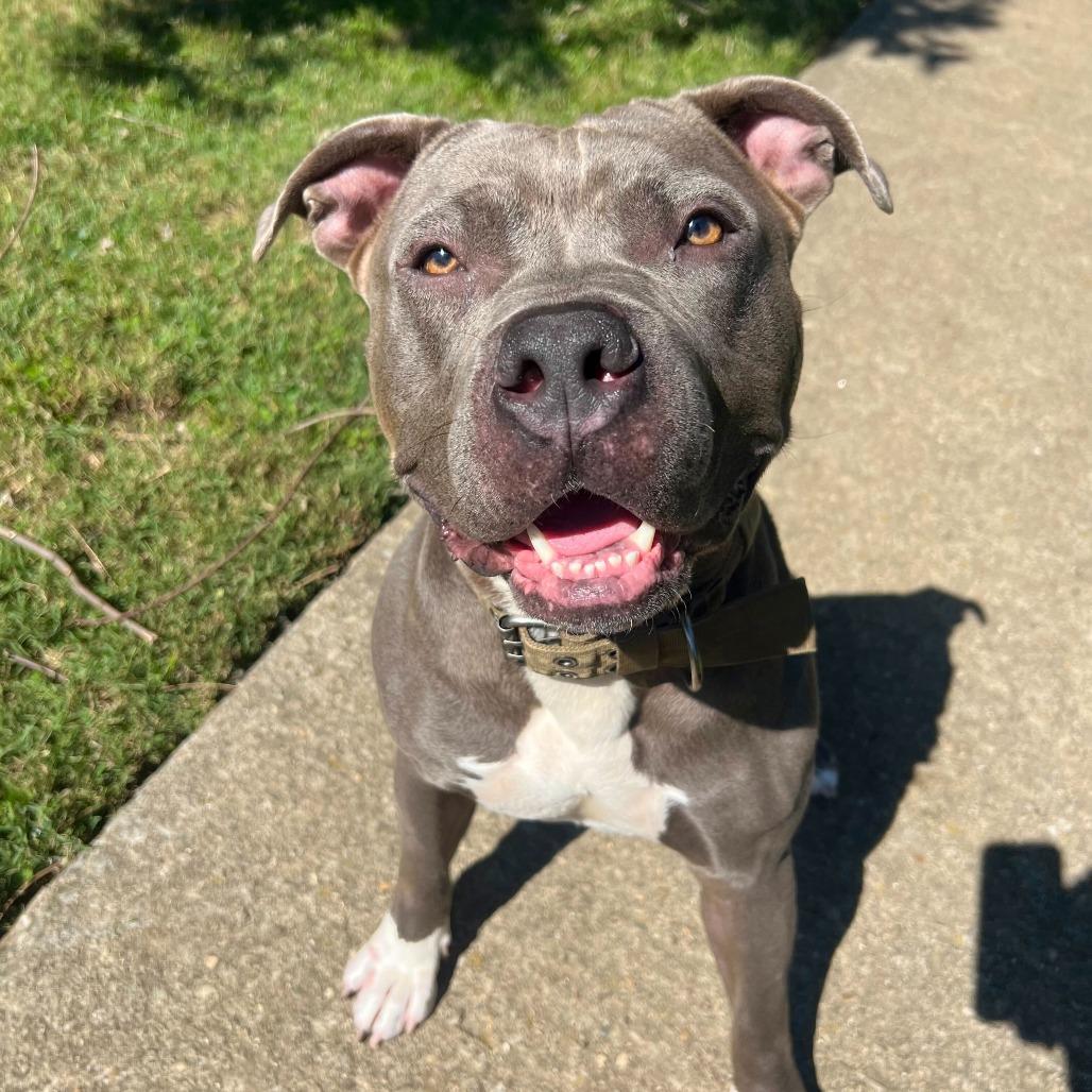 Enlarge Pauly, a Adoptable mixed breed in Louisville, KY image 4/6