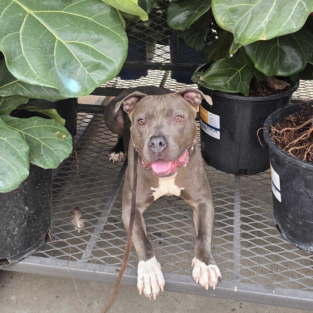 Enlarge Pauly, a Adoptable mixed breed in Louisville, KY image 6/6
