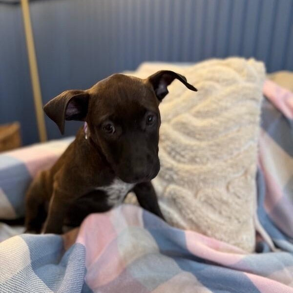 Toasty Honey Butter — thumbnail 3