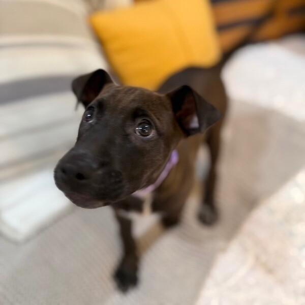 Toasty Honey Butter — thumbnail 4