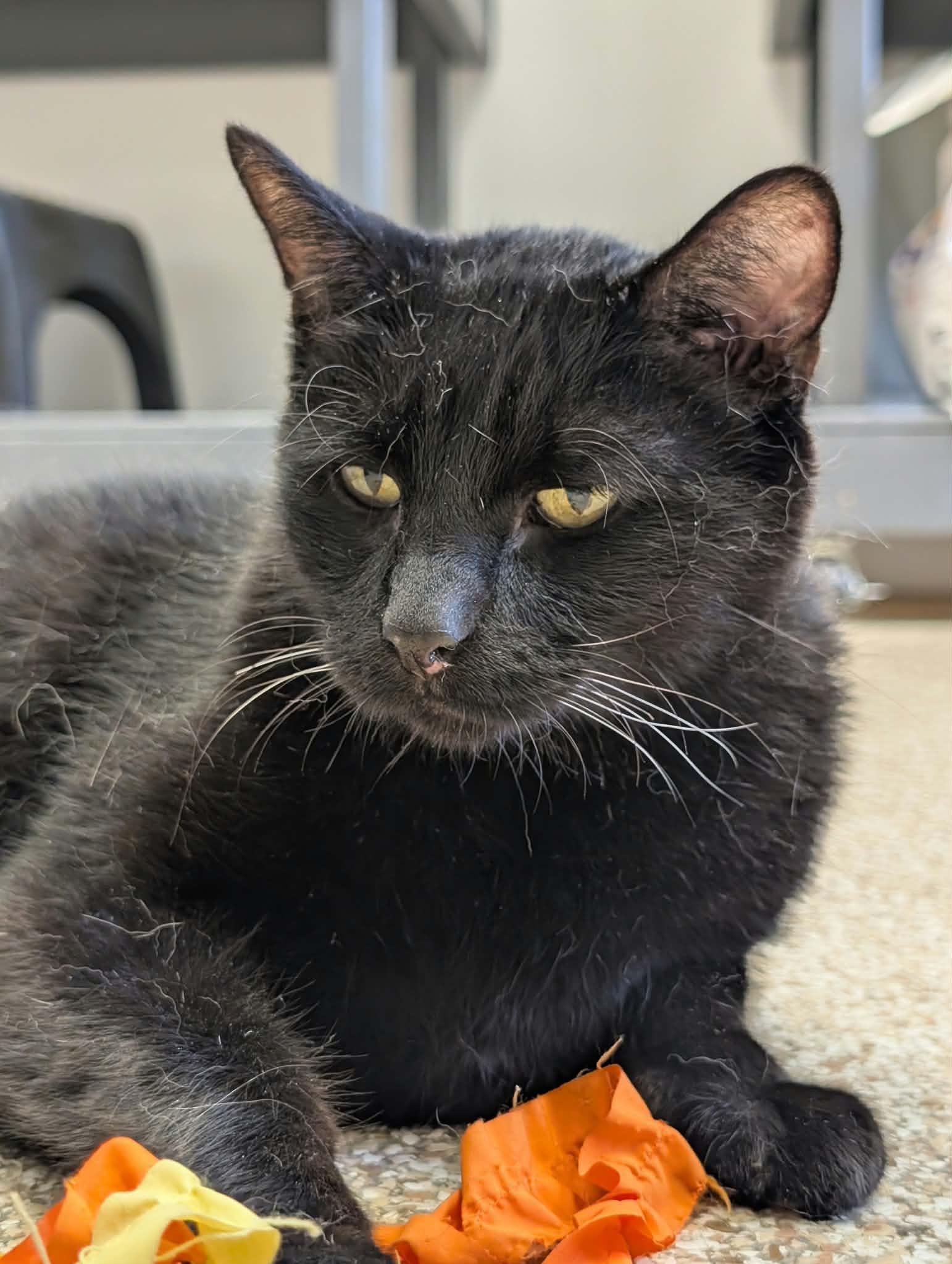Enlarge Watson, a Adoptable mixed breed in Waupun, WI image 5/5