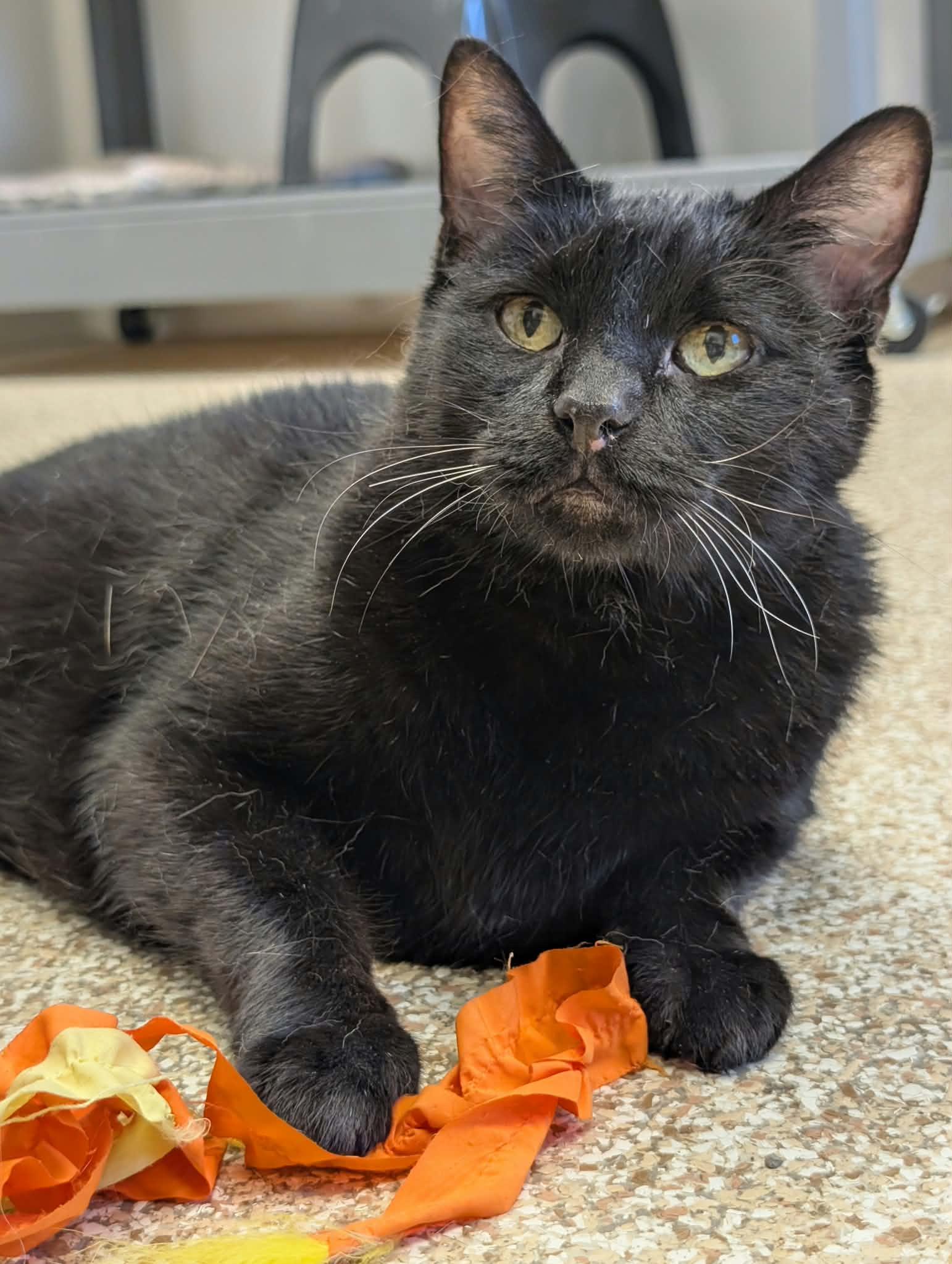 Watson, Adoptable, Senior Male Domestic Short Hair.