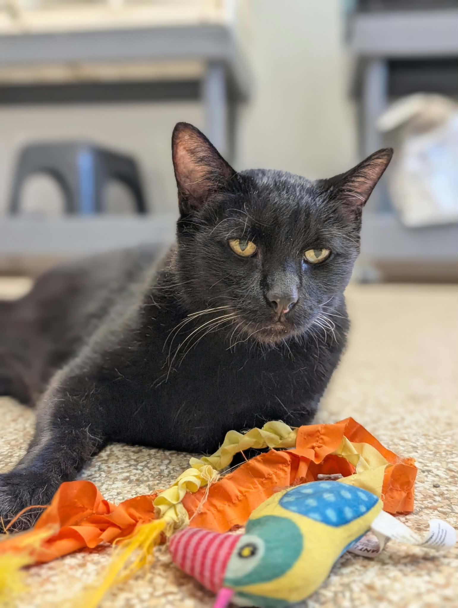 Enlarge Watson, a Adoptable mixed breed in Waupun, WI image 3/5