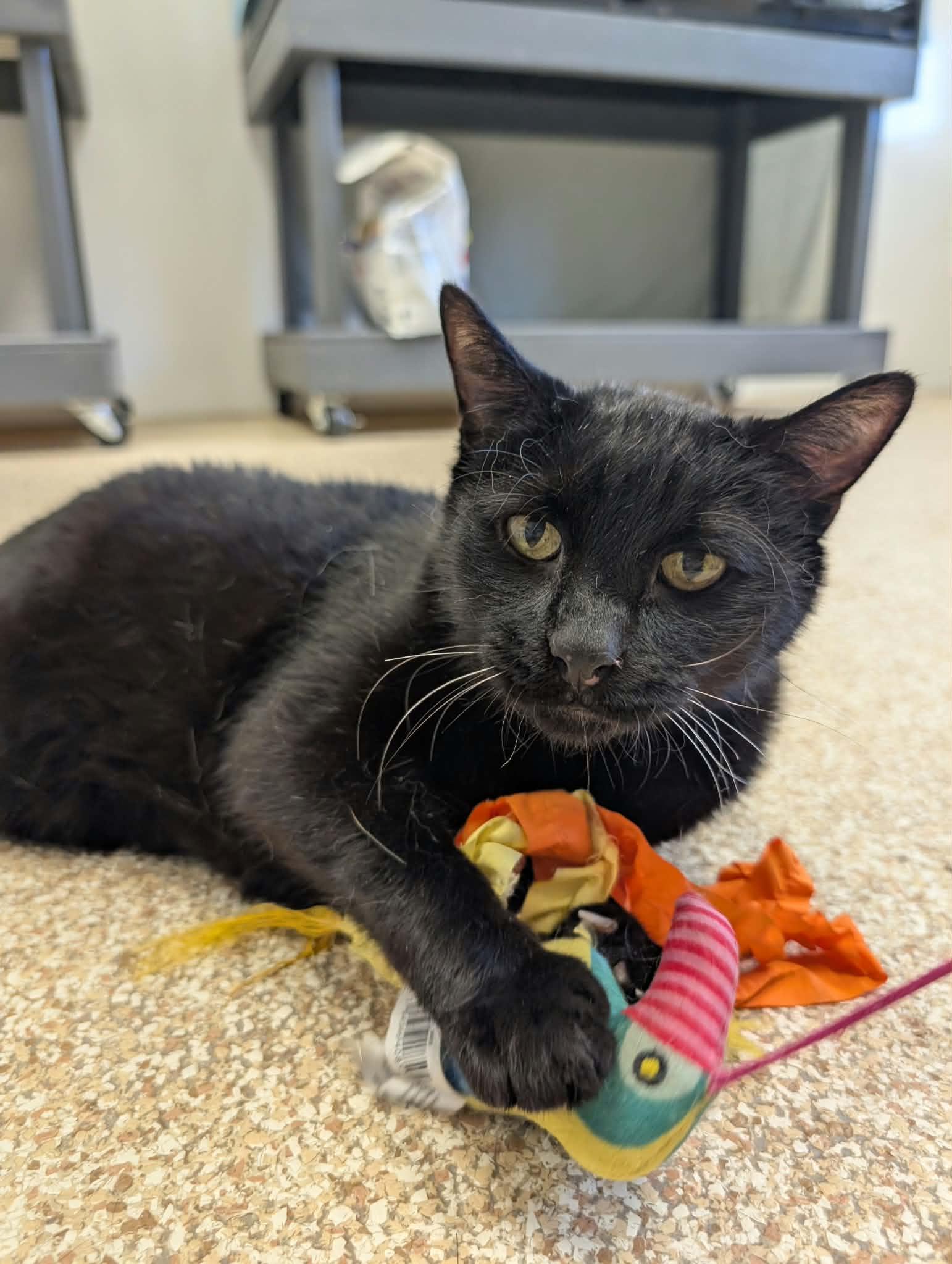Enlarge Watson, a Adoptable mixed breed in Waupun, WI image 2/5
