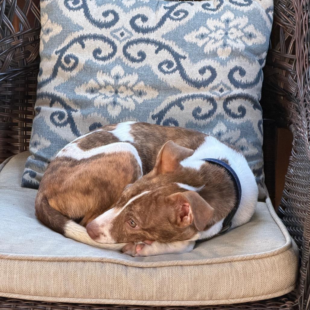 Ryder photo