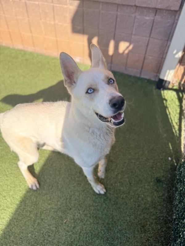 Enlarge Phantom, a Adoptable mixed breed in Canton, GA image 1/1