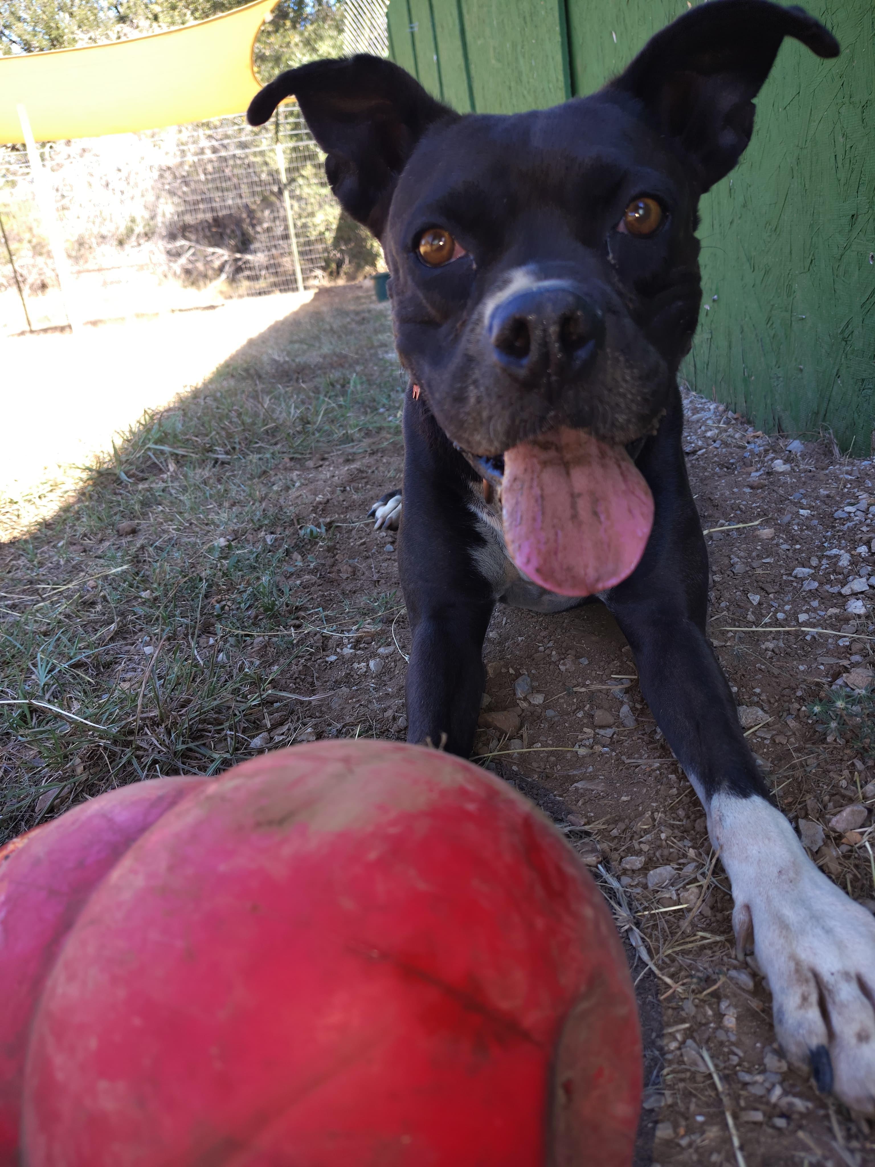Enlarge Poppy, a Adoptable mixed breed in Marble Falls, TX image 1/4
