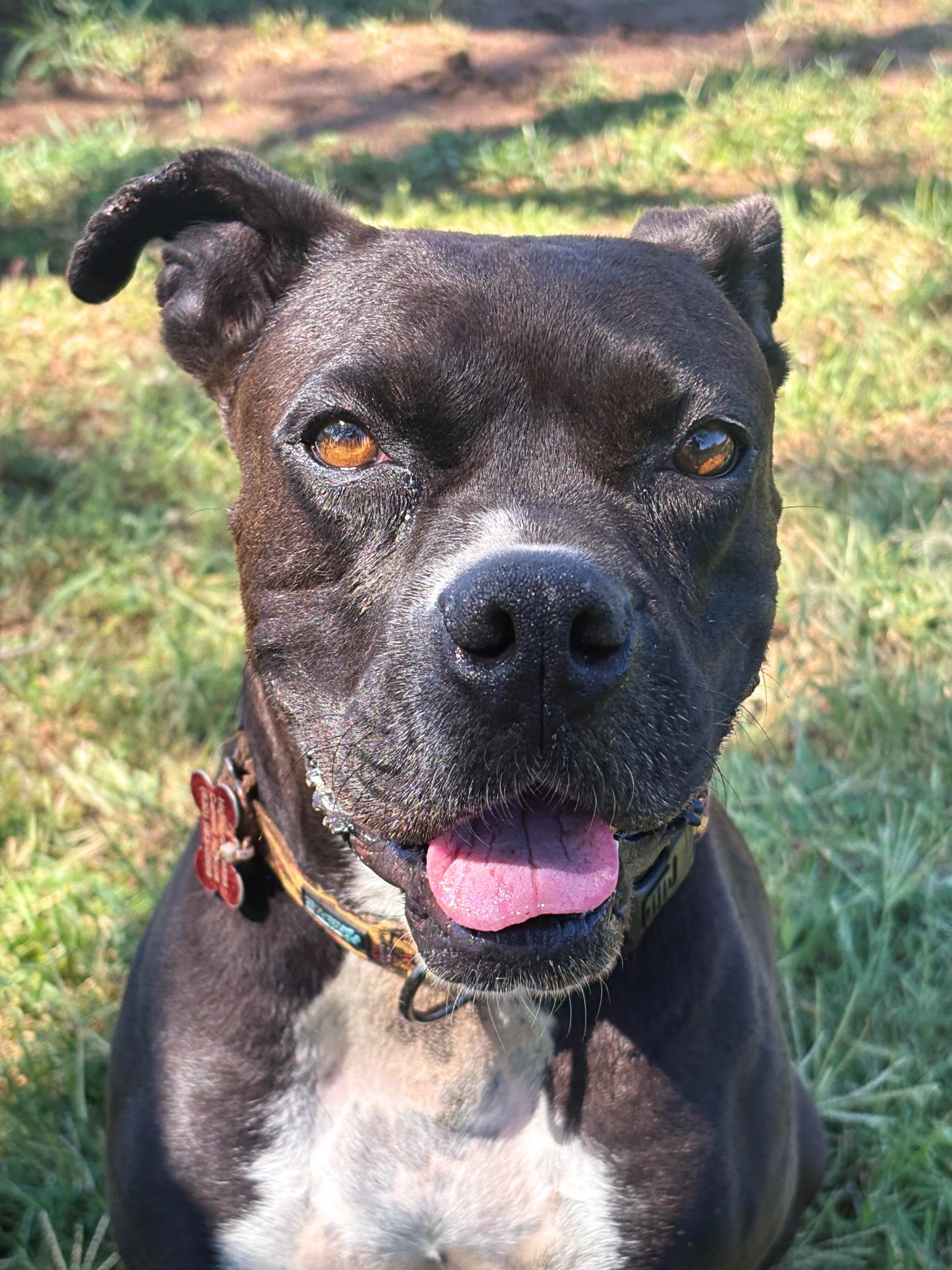 Poppy, a Adoptable Boxer in Marble Falls, TX image 1/4