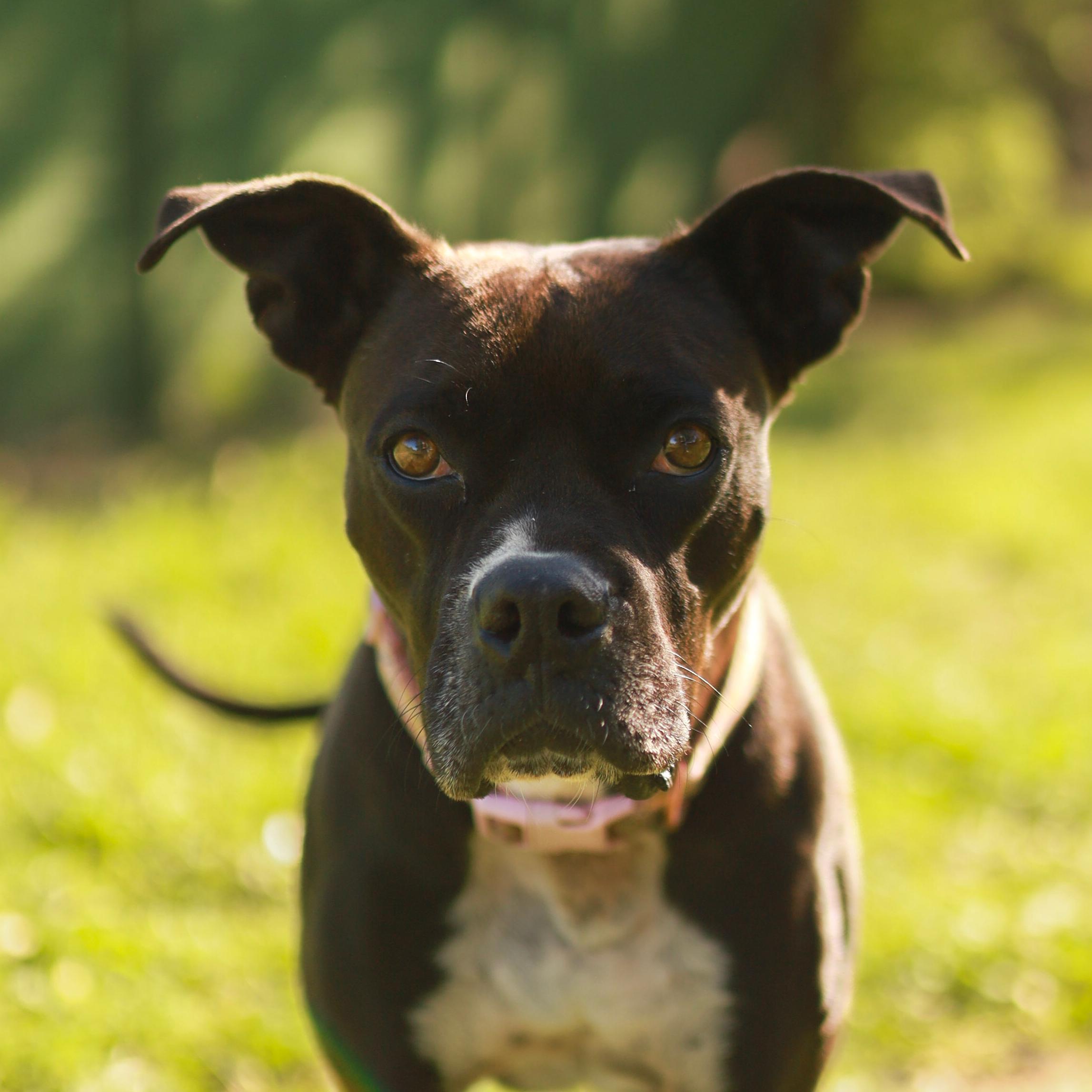 Enlarge Poppy, a Adoptable Boxer in Marble Falls, TX image 1/2