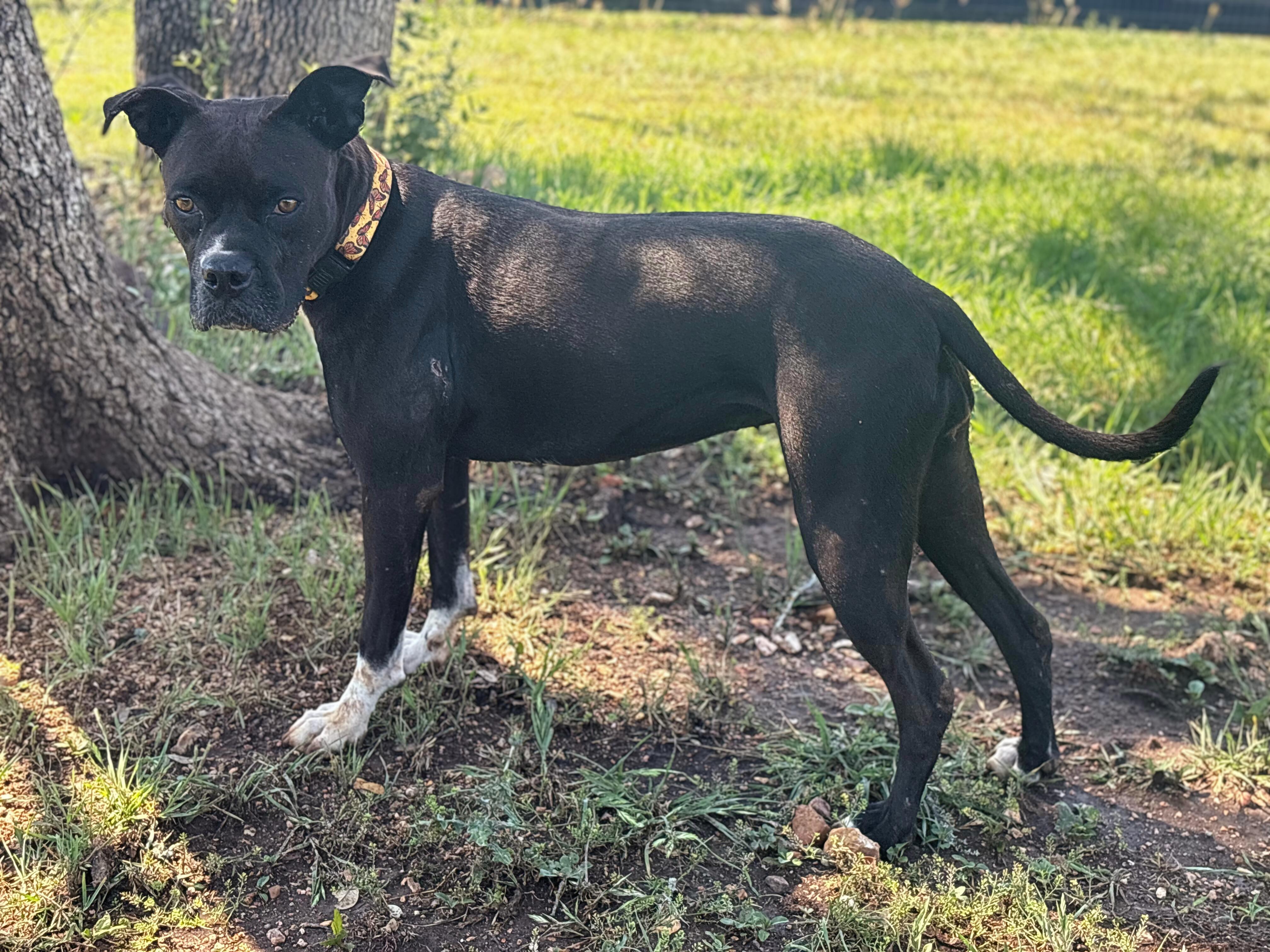 Poppy, a Adoptable Boxer in Marble Falls, TX image 2/4