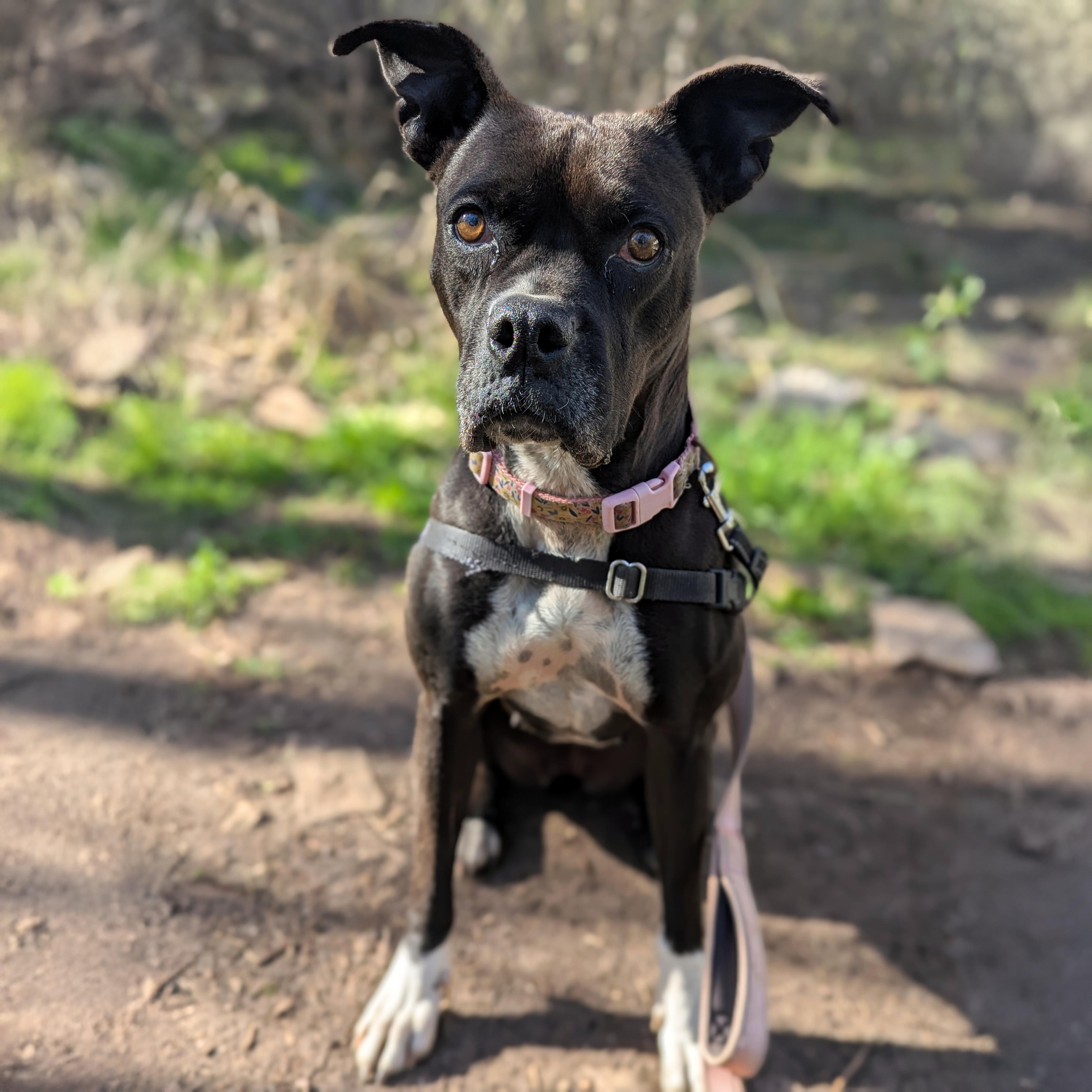 Enlarge Poppy, a Adoptable Boxer in Marble Falls, TX image 2/2