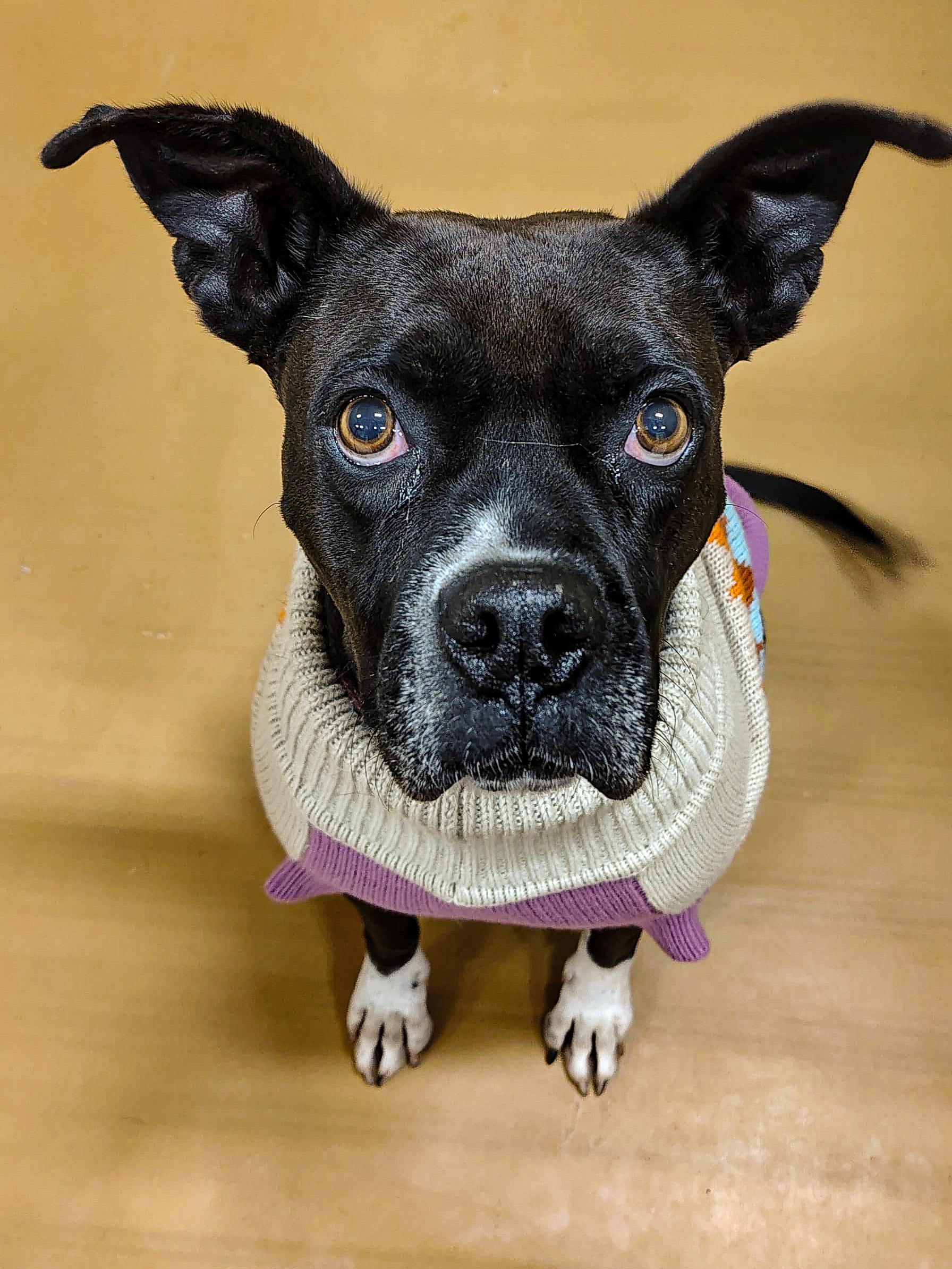 Enlarge Poppy, a Adoptable mixed breed in Marble Falls, TX image 2/4