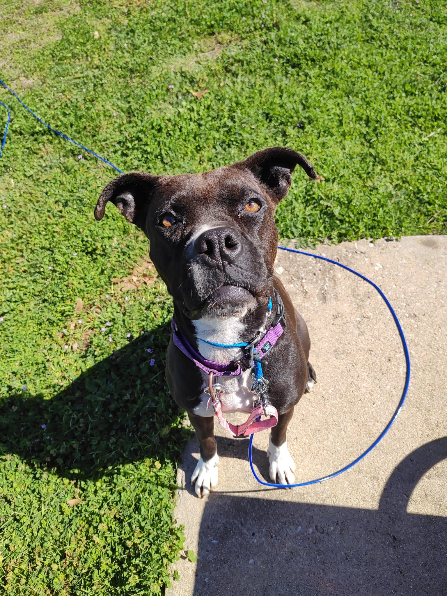 Poppy, a Adoptable Boxer in Marble Falls, TX image 3/4