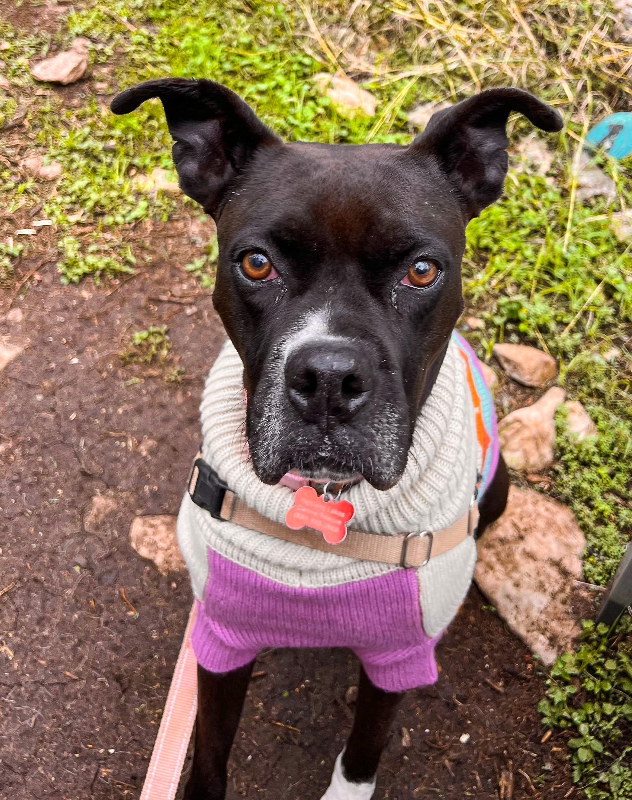 Enlarge Poppy, a Adoptable mixed breed in Marble Falls, TX image 3/4