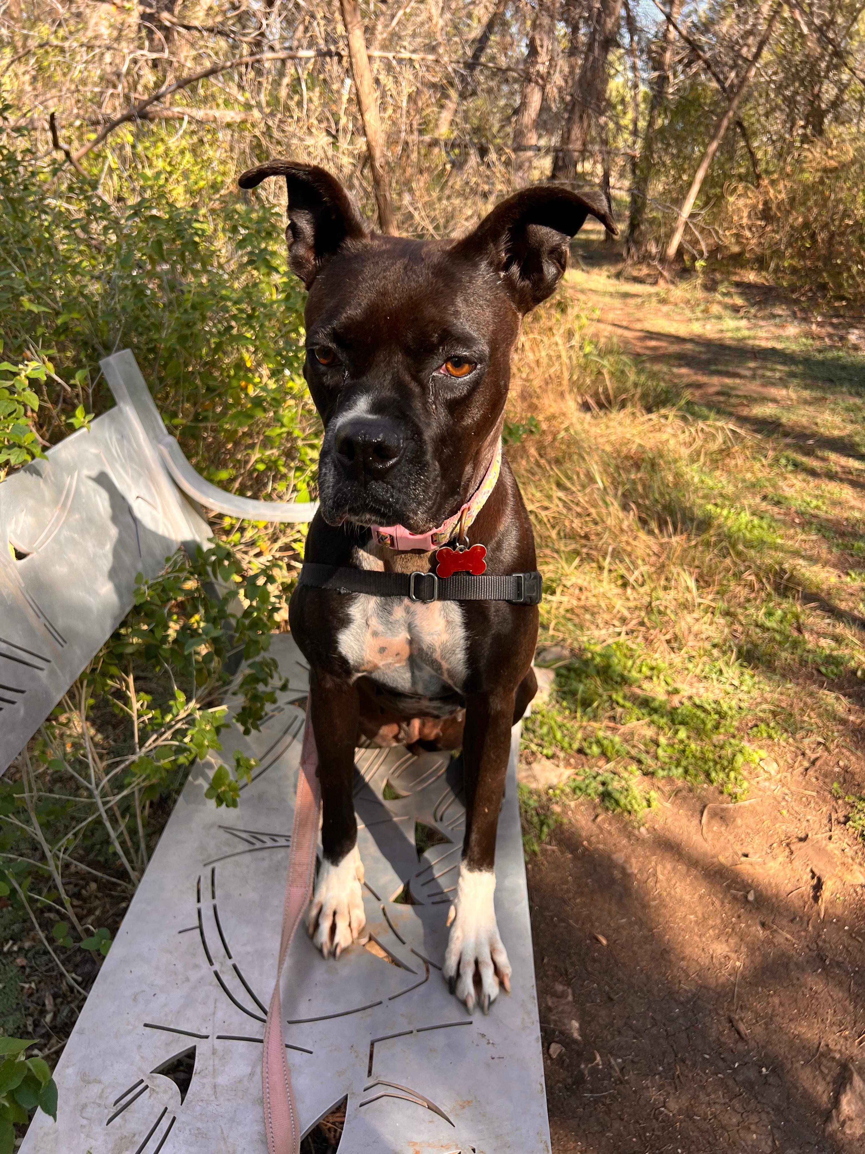 Enlarge Poppy, a Adoptable mixed breed in Marble Falls, TX image 4/4