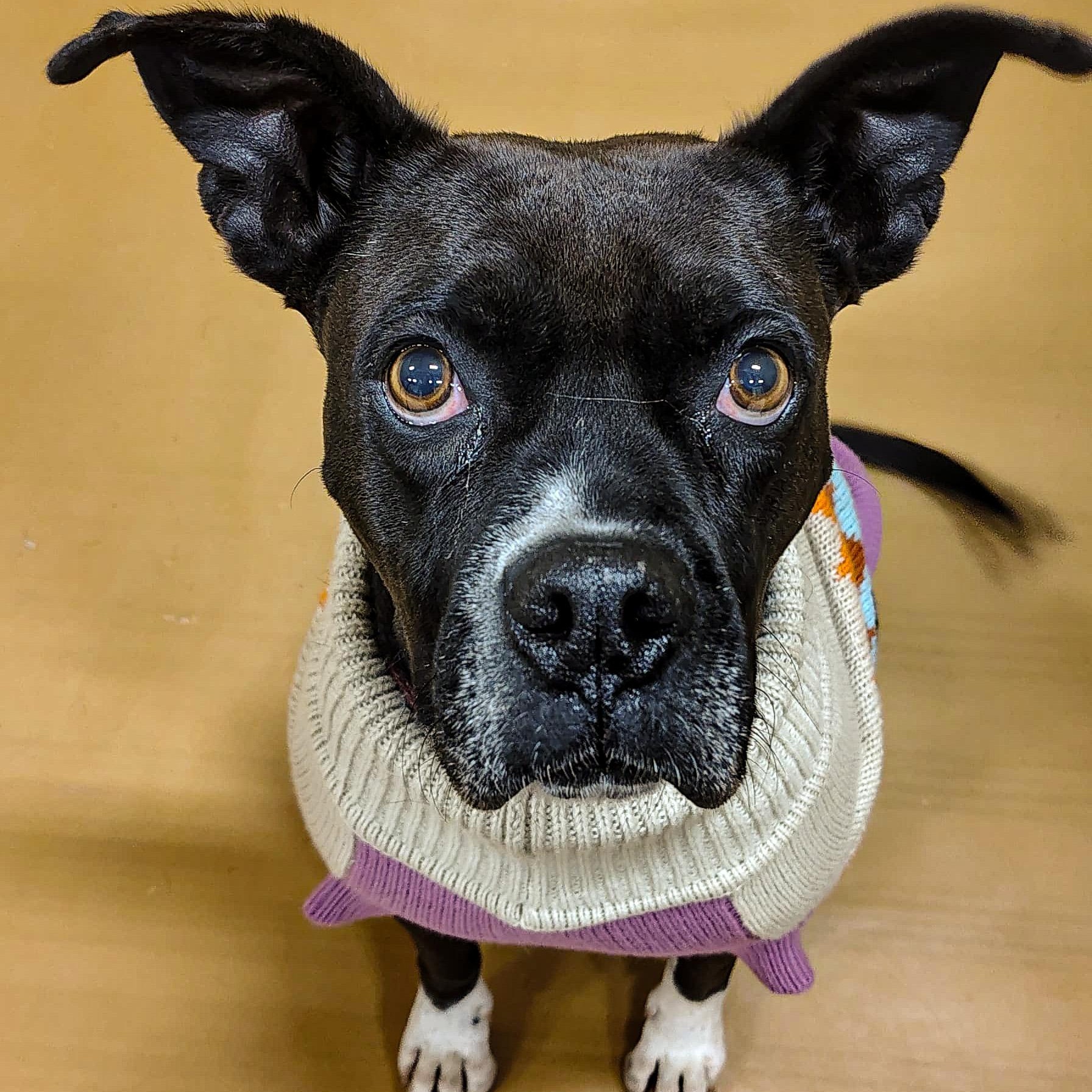 Poppy, Adoptable, Senior Female Boxer.