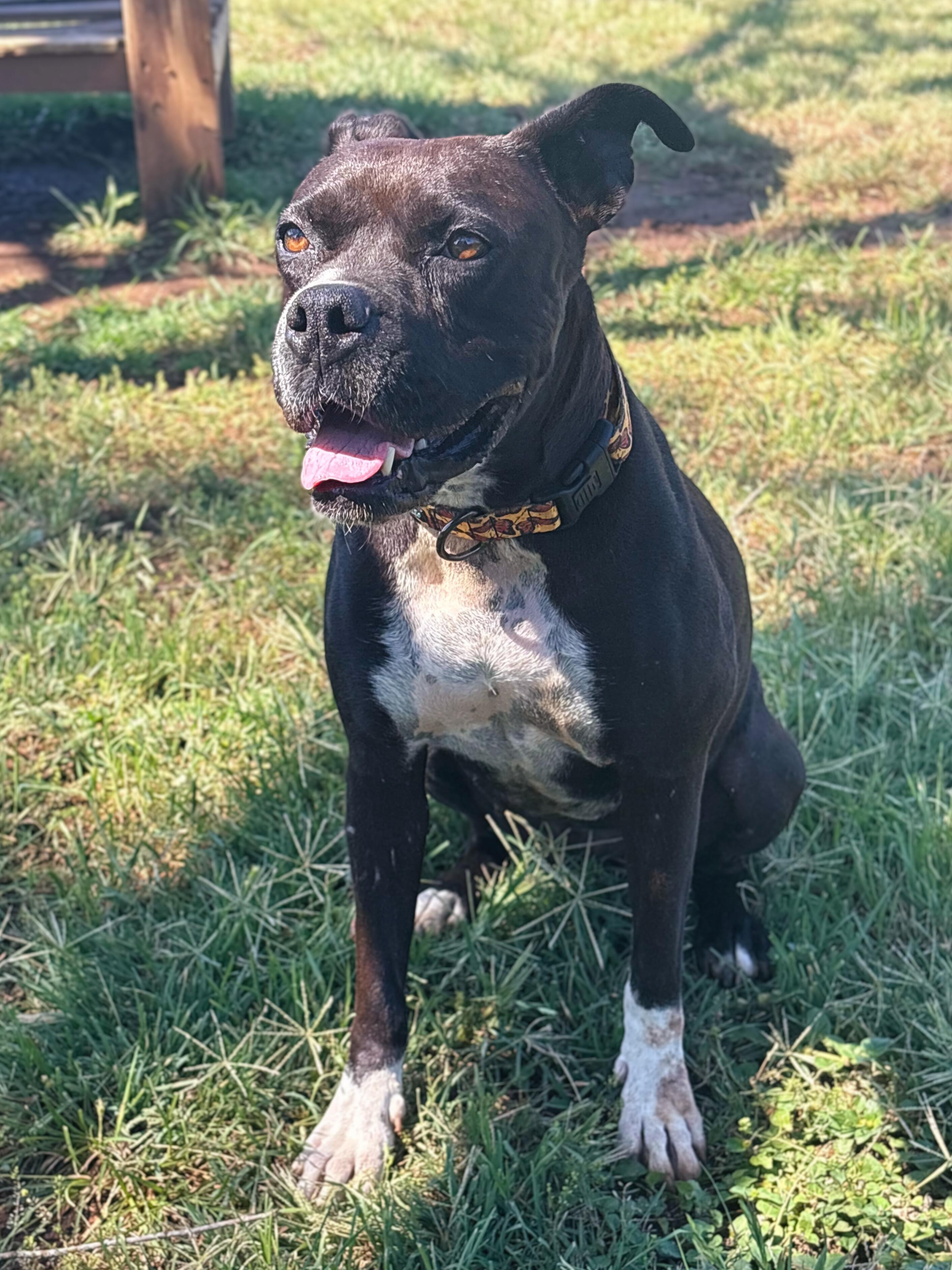 Poppy, a Adoptable Boxer in Marble Falls, TX image 4/4