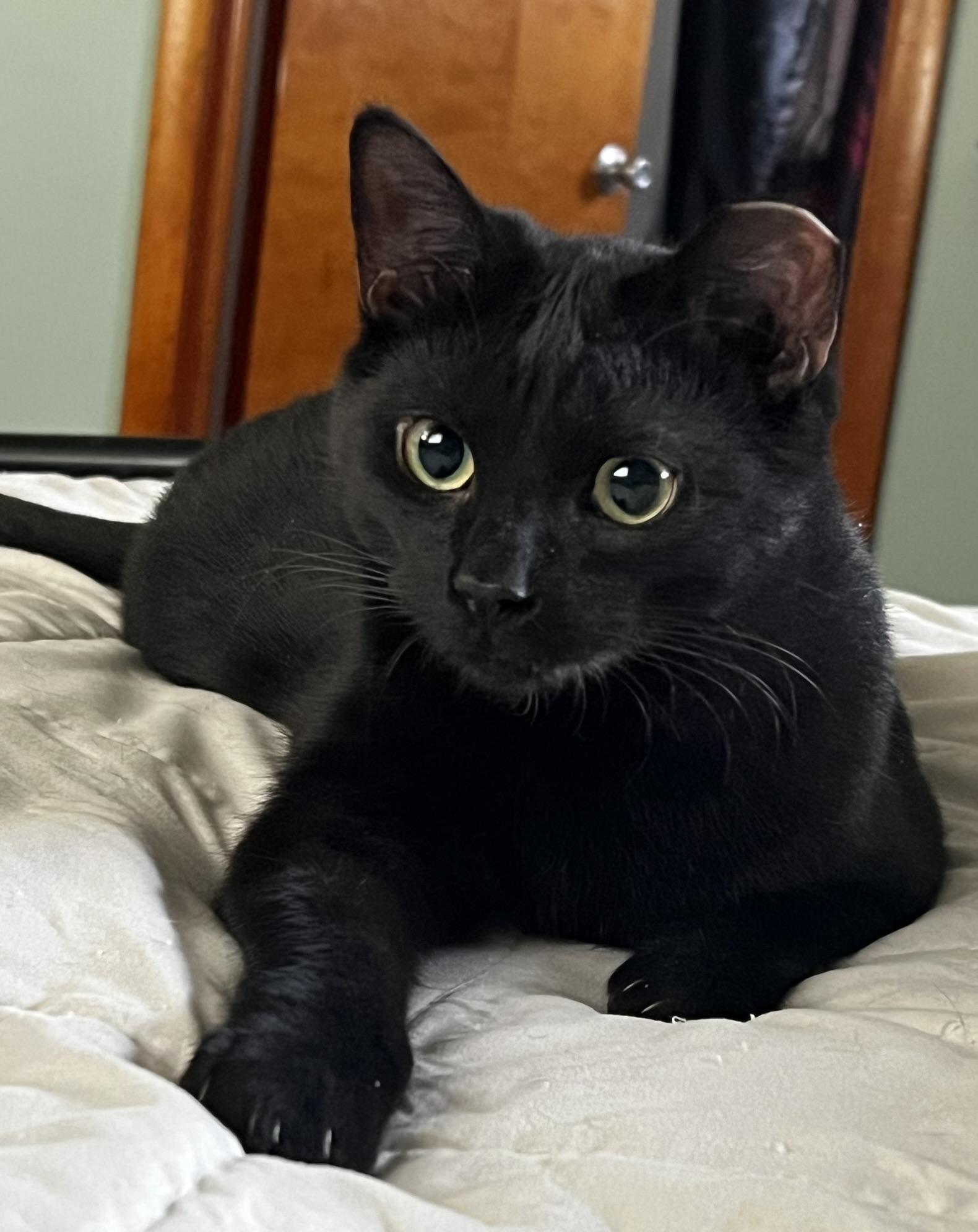 Enlarge Oakley, a ADOPTABLE Domestic Short Hair in Allentown, PA image 1/2