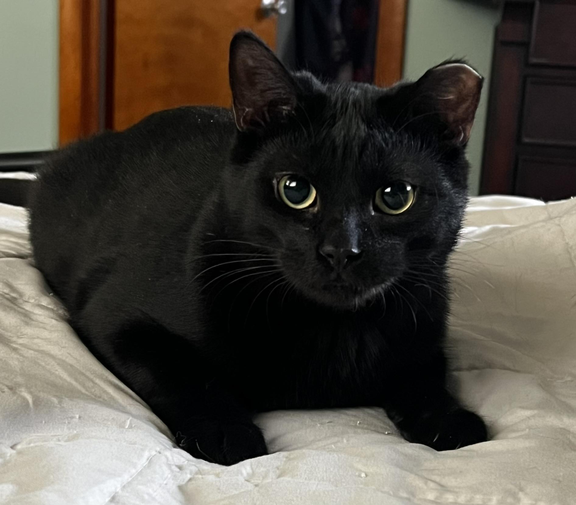 Enlarge Oakley, a ADOPTABLE Domestic Short Hair in Allentown, PA image 2/2