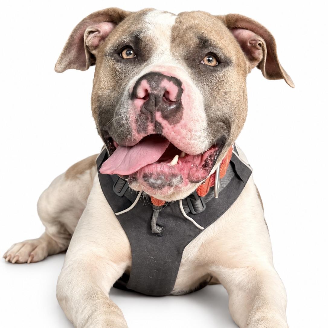 Meatball, Adoptable, Young Male American Bulldog & American Staffordshire Terrier.
