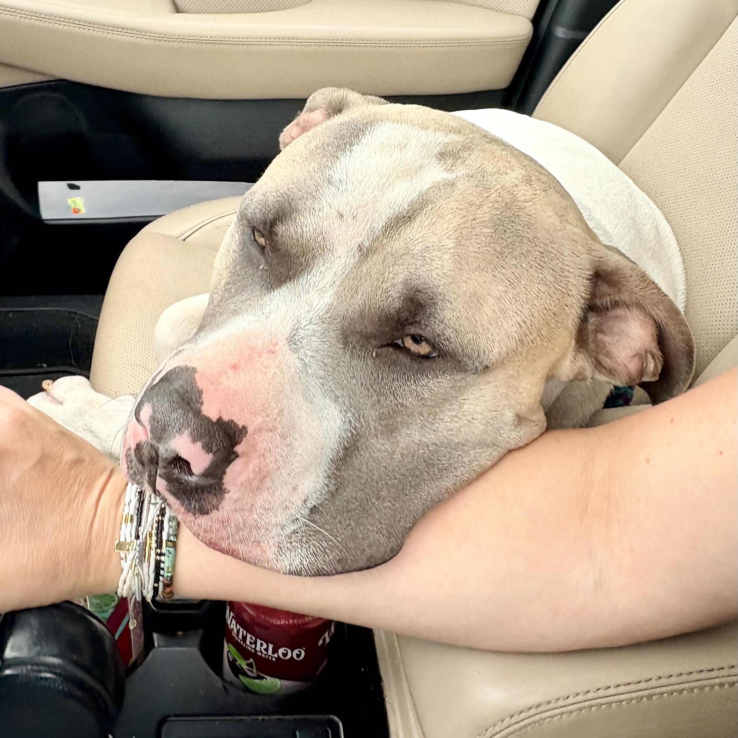 Enlarge Meatball, a Adoptable mixed breed in Prior Lake, MN image 5/5
