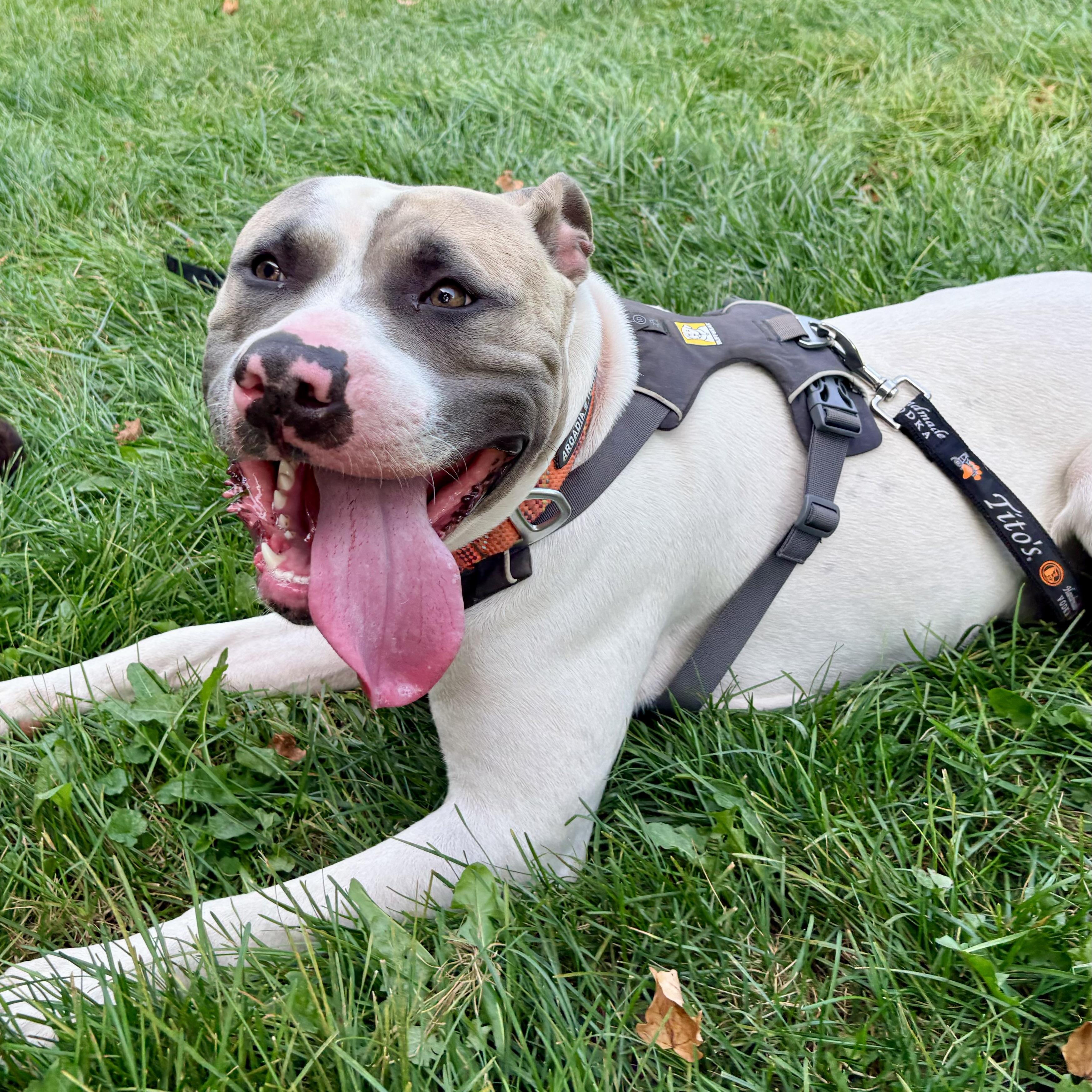 Enlarge Meatball, a Adoptable mixed breed in Prior Lake, MN image 4/5