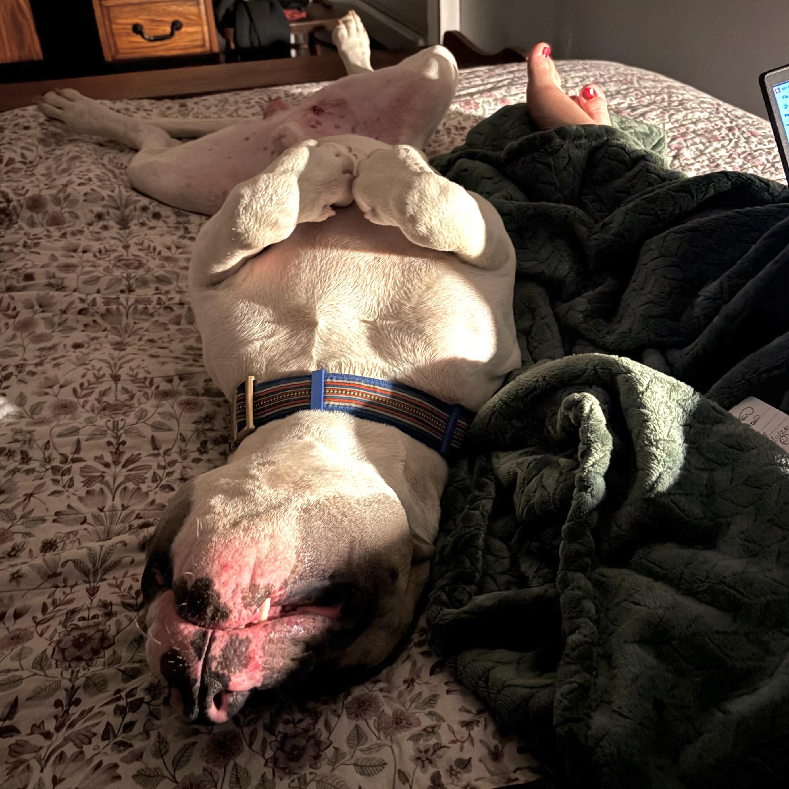 Enlarge Meatball, a Adoptable mixed breed in Prior Lake, MN image 3/5
