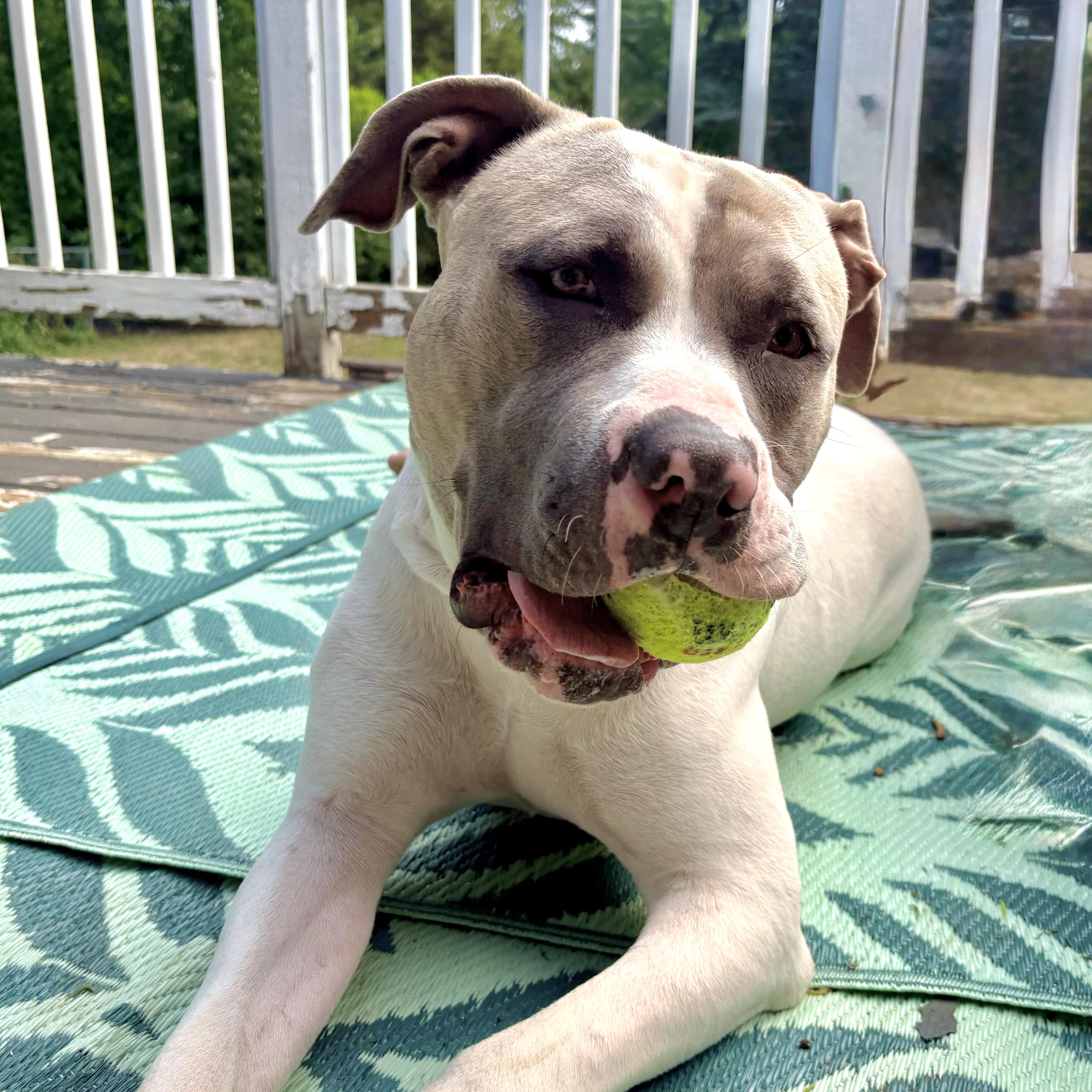 Enlarge Meatball, a Adoptable mixed breed in Prior Lake, MN image 2/5