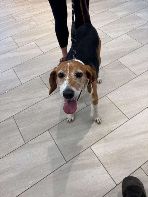 Enlarge Daisy, a Adoptable Hound in Providence Forge, VA image 1/1