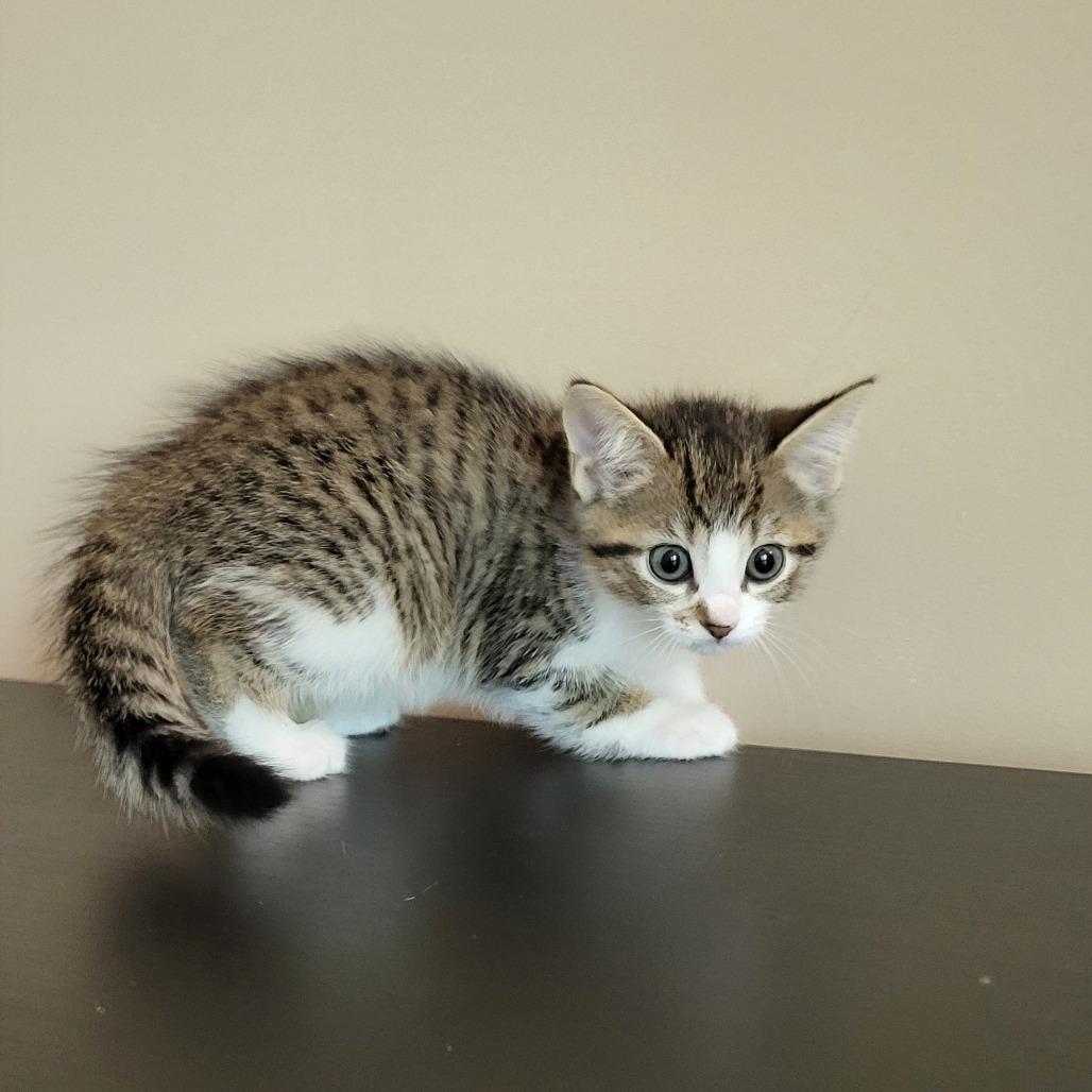 Enlarge Brie, a Adoptable Domestic Short Hair in Ridgely, MD image 2/2