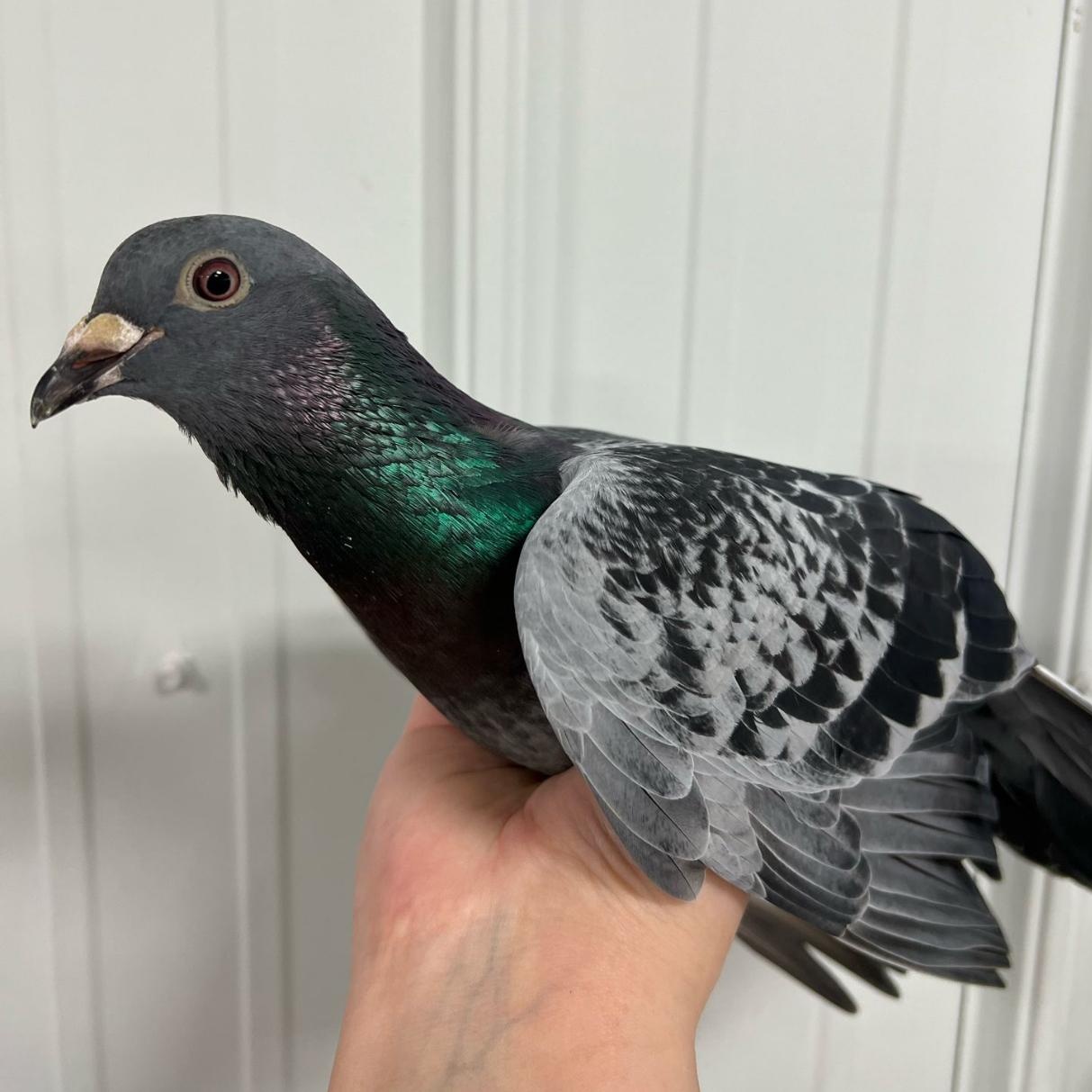 Antonello, Adoptable, Adult Male Dove.