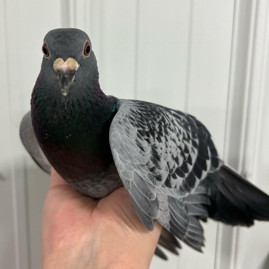 Antonello, a Adoptable Dove in Chicago, IL image 2/3