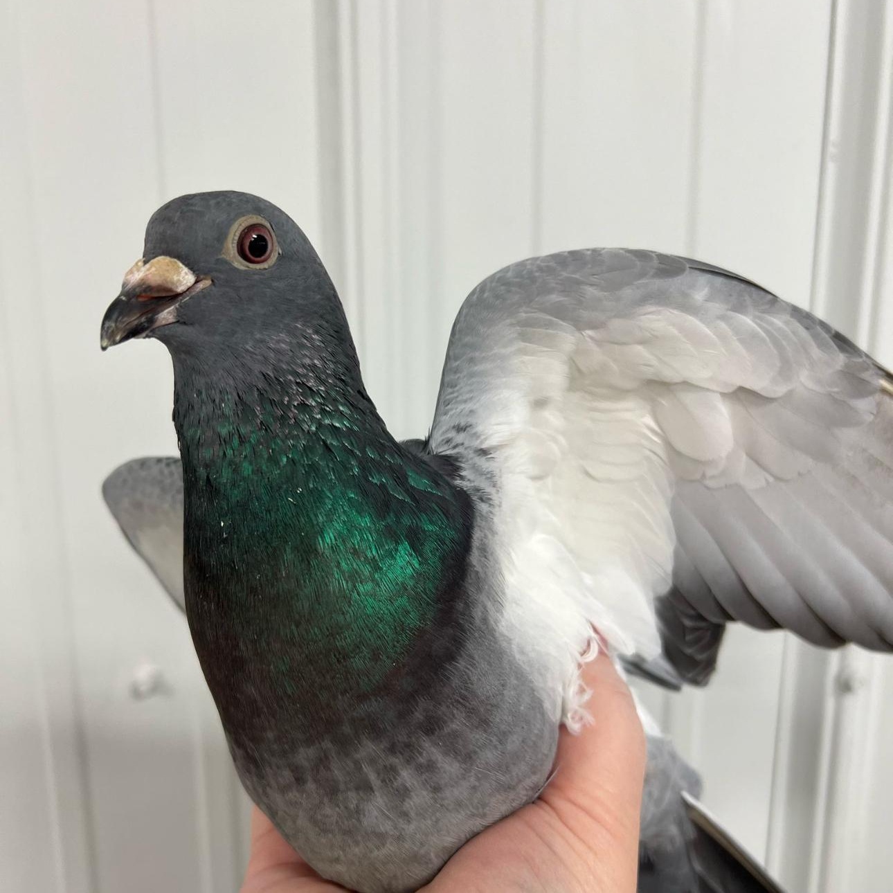 Antonello, a Adoptable Dove in Chicago, IL image 3/3