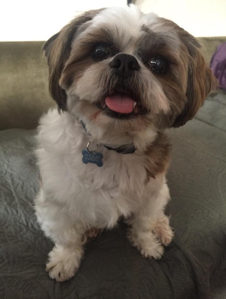 Gummy, Adopted, Adult Male Shih Tzu.