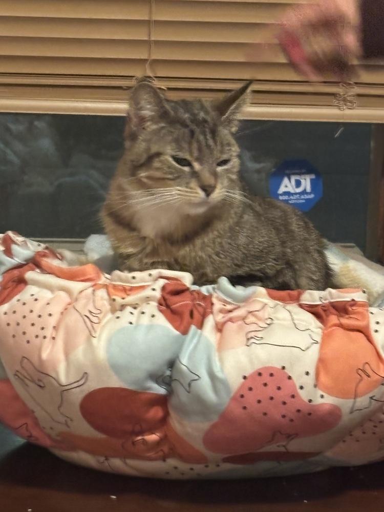 CHICKIE, Adoptable, Young Female Domestic Short Hair.