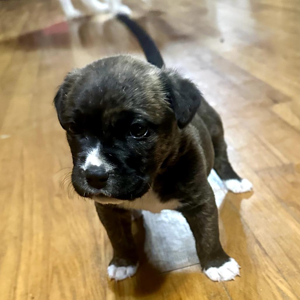 Enlarge Delta, a Adoptable Mixed Breed in Pulaski, TN image 1/2