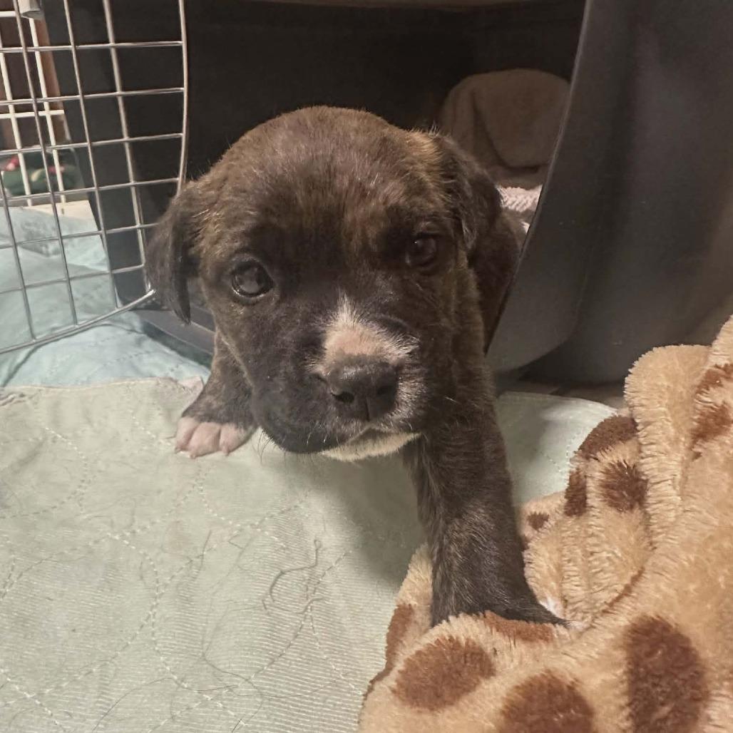 Enlarge Delta, a Adoptable Mixed Breed in Pulaski, TN image 2/2