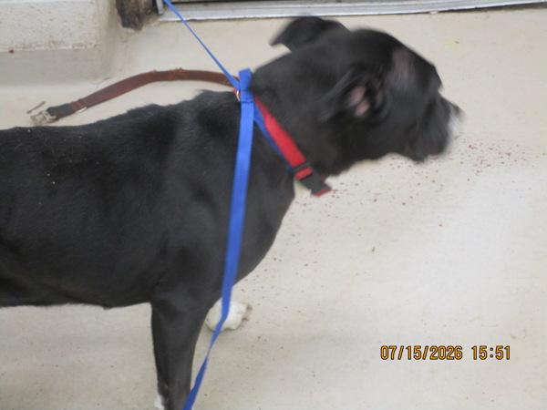 Enlarge Billie Jo (857), a Adoptable mixed breed in Marietta, GA image 1/1