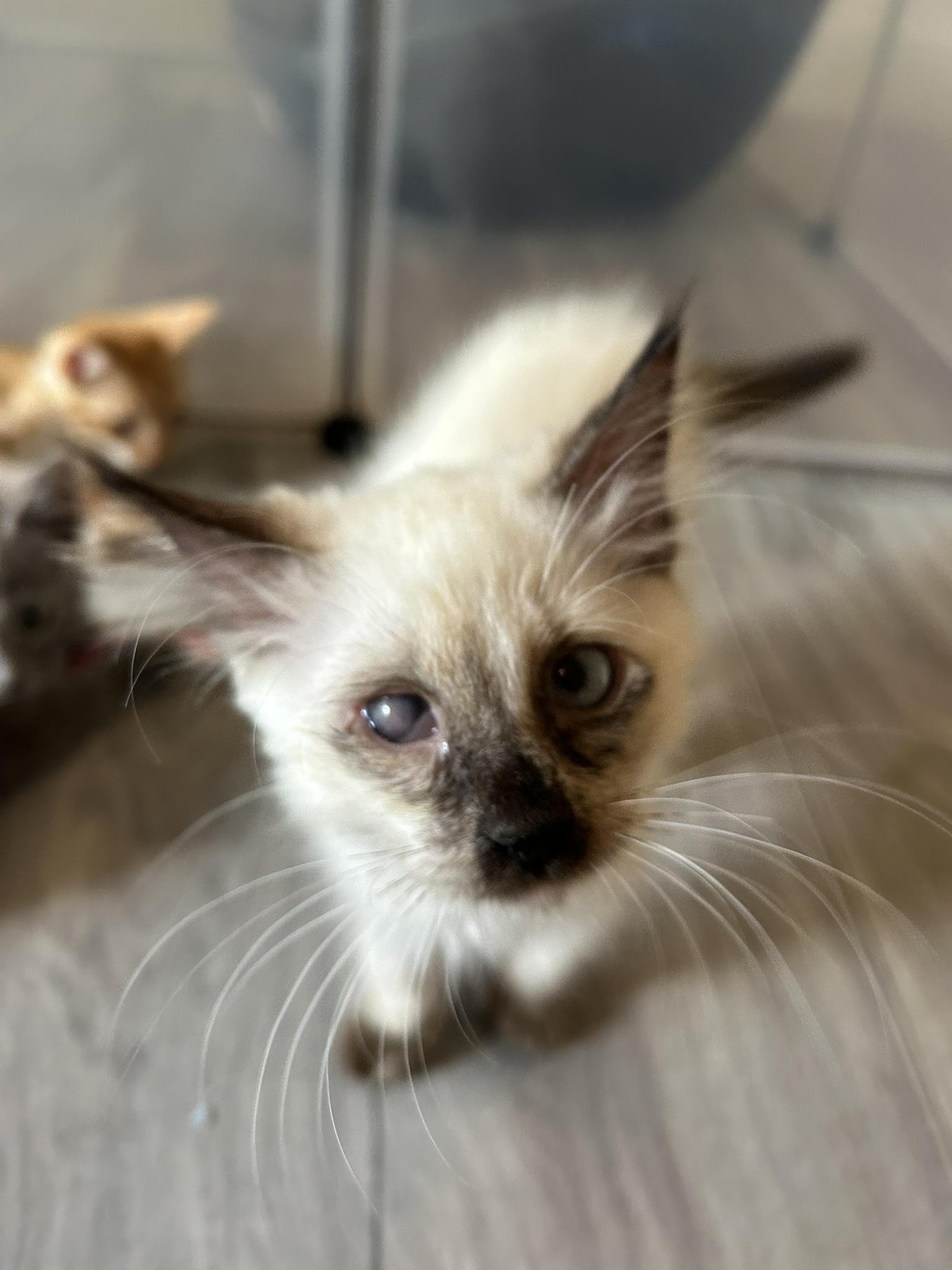 Bloodfang Eater of Spines - Athens, GA, adopted, Kitten Female Domestic Long Hair & Siamese.
