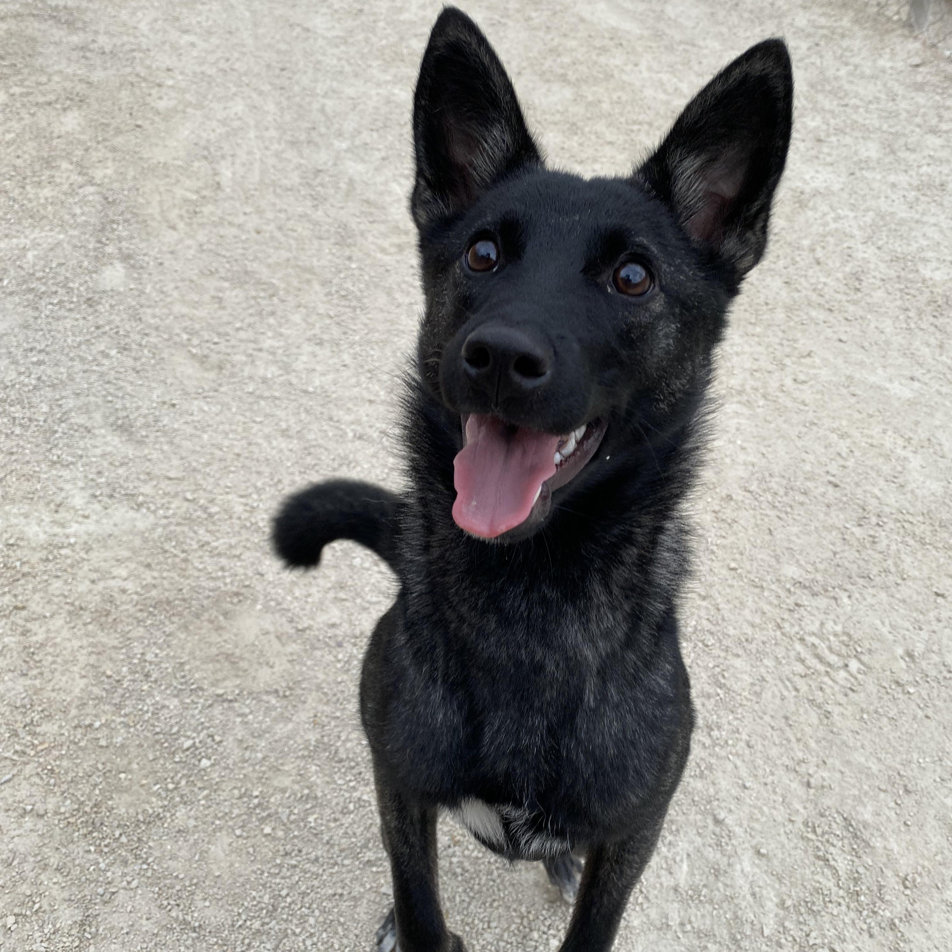 Enlarge Nova, an adopted mixed breed in Winnipeg, MB image 1/2