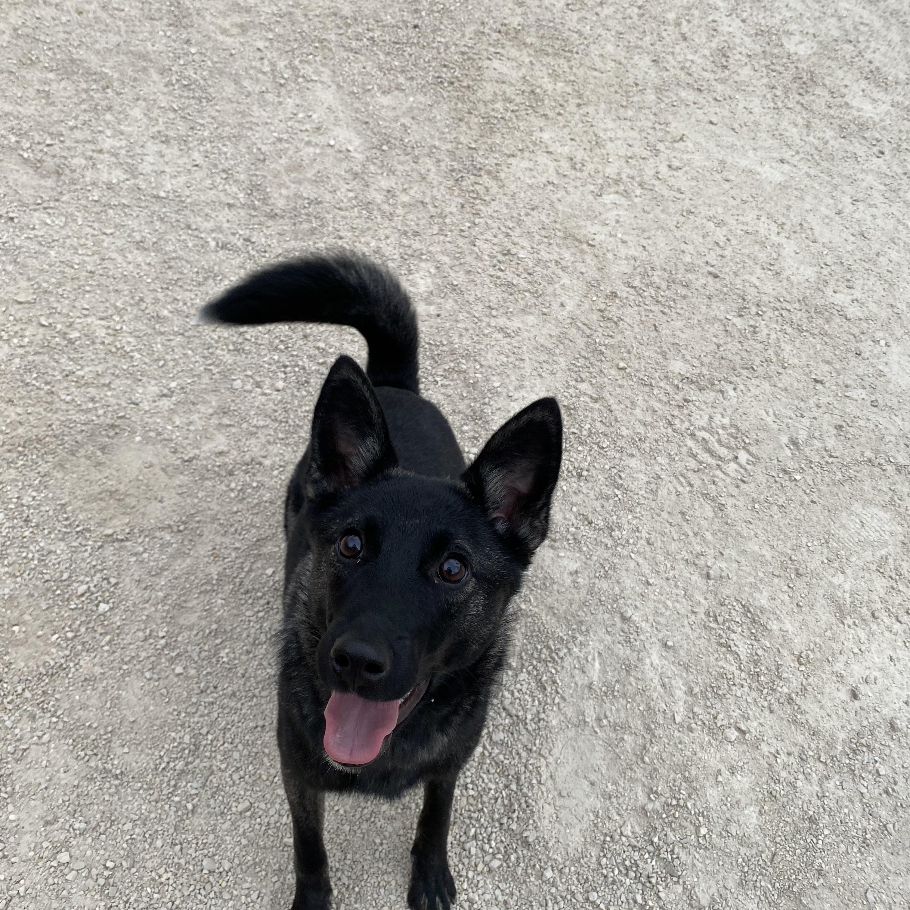 Enlarge Nova, an adopted mixed breed in Winnipeg, MB image 2/2