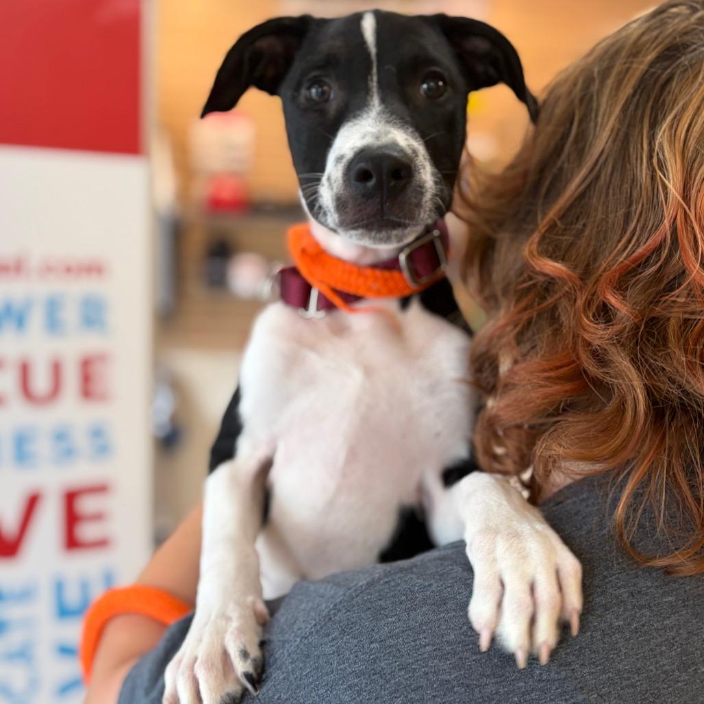 Violet, Adoptable, Puppy Female Mixed Breed.