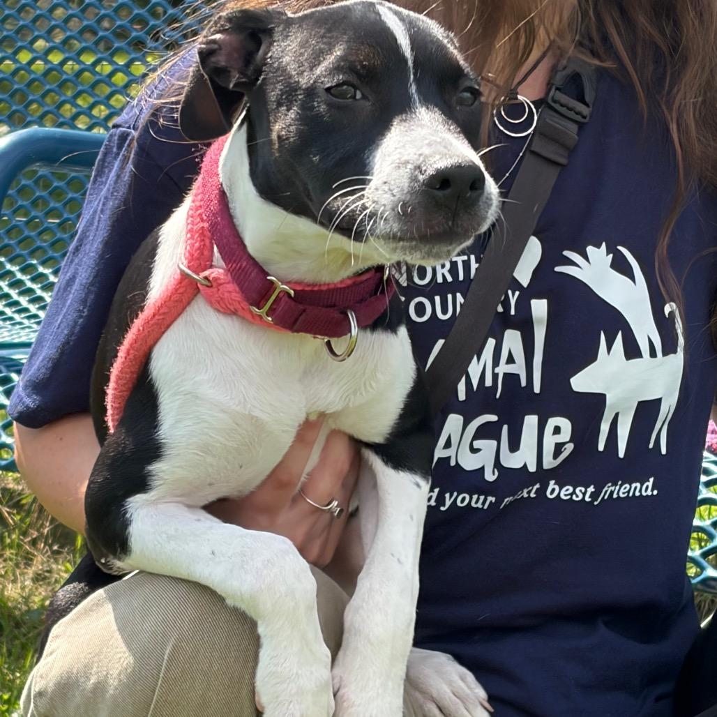 Violet, a Adoptable Mixed Breed in Morrisville, VT image 2/6