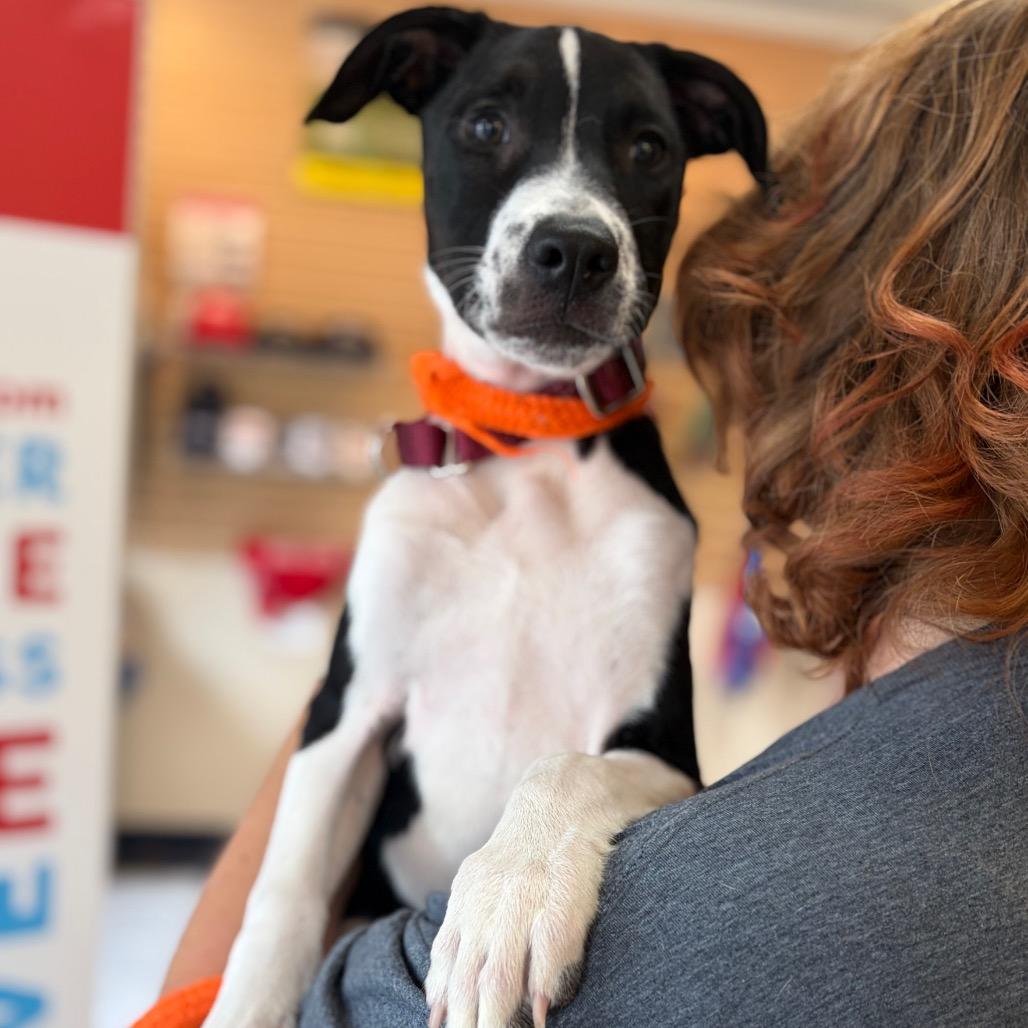 Violet, a Adoptable Mixed Breed in Morrisville, VT image 3/6