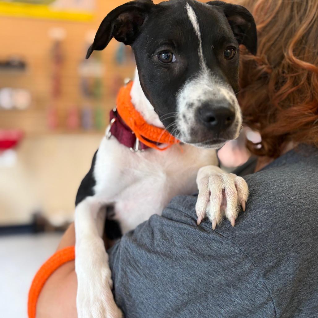 Violet, a Adoptable Mixed Breed in Morrisville, VT image 4/6